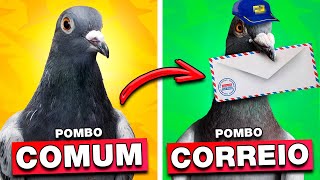 POMBO-CORREIO OU POMBO DA RUA? QUAIS AS DIFERENÇAS?