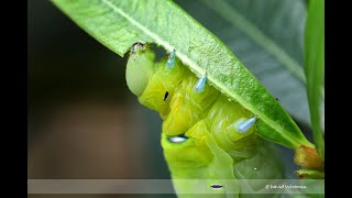 Oleander Hawk Moth Caterpillar