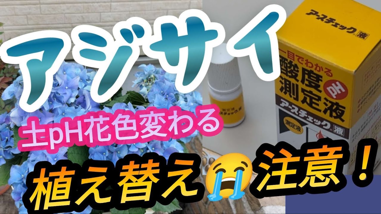 青アジサイが！紫に( ﾉД`)失敗の原因はなに？どうしたら良い？アジサイ