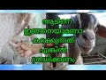 ആട് കറവ||milking tutorial||aadu karava