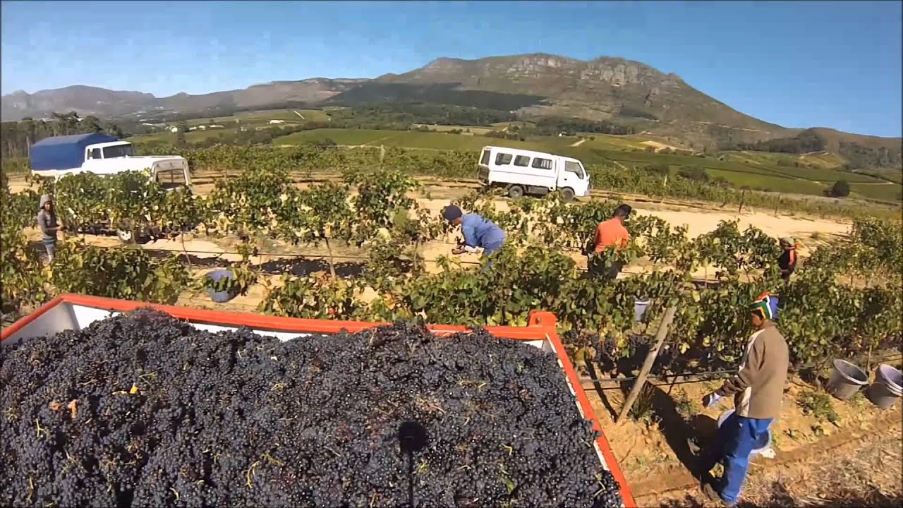 Groot Constantia harvest