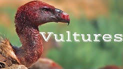 Interesting Facts About Vultures