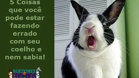 Como amansar um coelho anão?