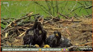 DECORAH EAGLES NORTH ~ EAGLETS, DN17 \& DN18 BEGINING TO SELF-FEED! 😍 🐥💞🐥 5\/2\/24