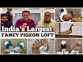 Creekwood pigeon loft pune part 1  indias biggest fancy pigeon farm
