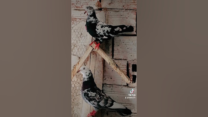 Пазарджишки гълъби