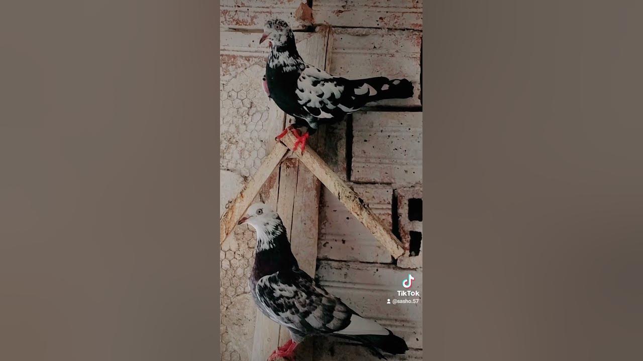 Пазарджишки гълъби - YouTube