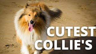 Captivating Collie Compilation | Best of Loyal and Intelligent Collie Dogs