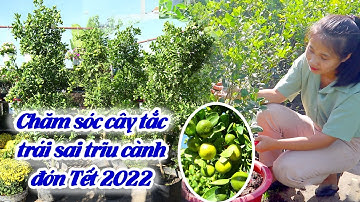Chăm Sóc Cây Tắc (Quất) Ra Trái Đón Tết