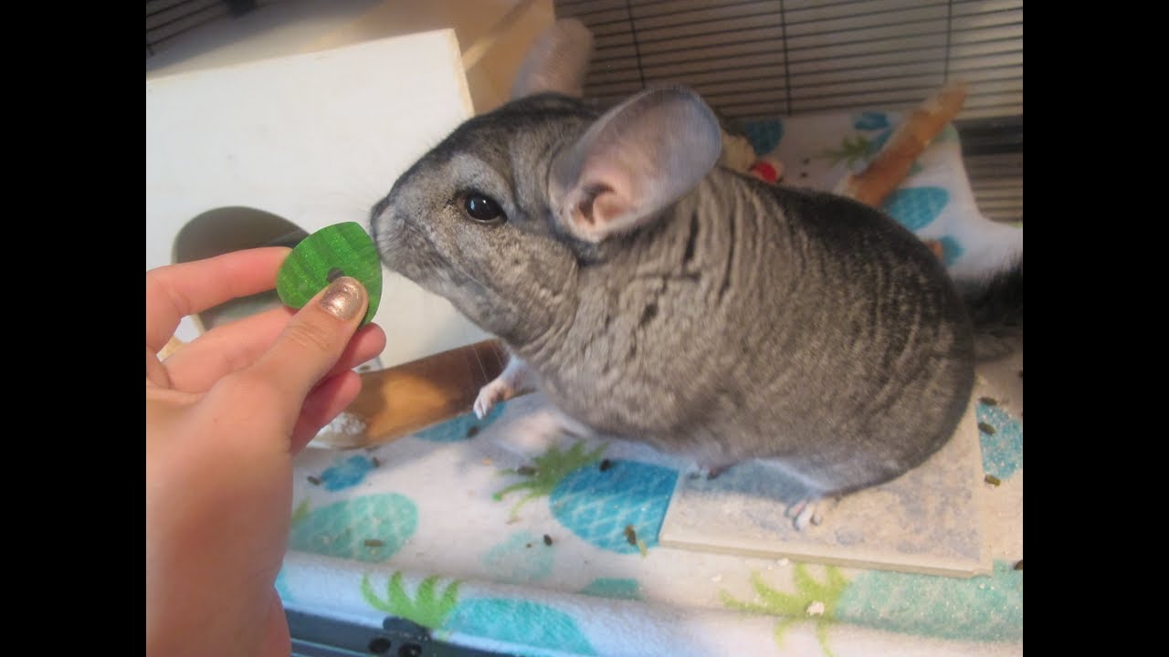 Trying To Teach My Chinchilla Tricks YouTube