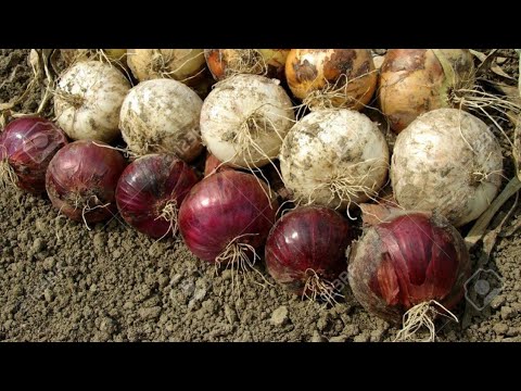Come piantare i bulbi di cipolle