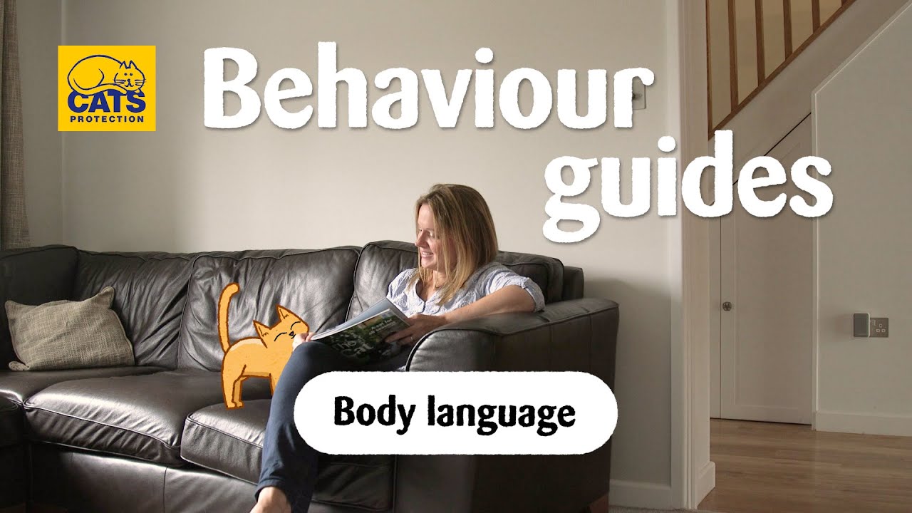 Understanding Cat Body Language & Behaviour