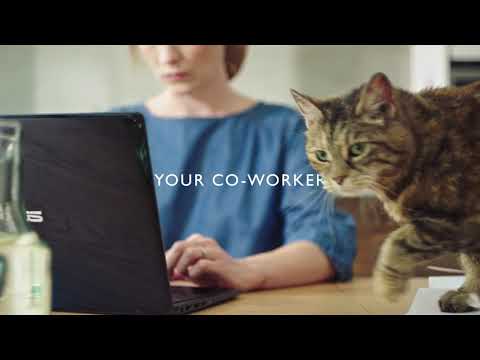John Lewis Pet Insurance | Commercial Film Director Philip Clyde Smith | The Visionaries