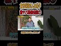 【倉田保昭】最強のお弟子さん#shorts