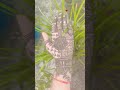 Beautiful mehndi design🥰#by#youtube#shots#🥰#