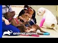 3 Of The Cutest Dog Moments Ever! | Pit Bulls & Parolees