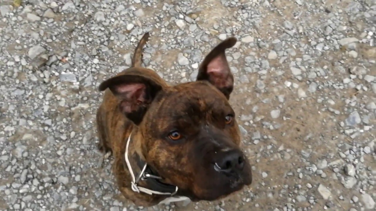 Výcvik psa. Dog training. Základní povely na vzdálenost a jen posunkem