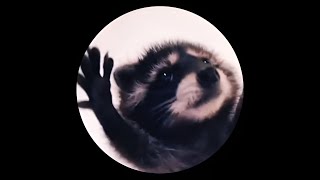 Download lagu Pedro Pedro Pedro 🦝 - Jaxomy & Raffaella Carrà (TikTok Techno Remix)