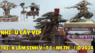 HOT! Triển lãm Sinh Vật Cảnh Thủ Đô 2024 rất nhiều cây VIP