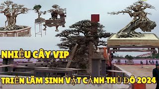 HOT! Triển lãm Sinh Vật Cảnh Thủ Đô 2024 rất nhiều cây VIP