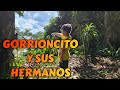 GORRIONCITO Y SUS HERMANOS (audio cuento para dormir)
