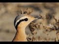 Cream-coloured courser (Cursorius cursor) Αμμοδρόμος - A rare bird for Cyprus.