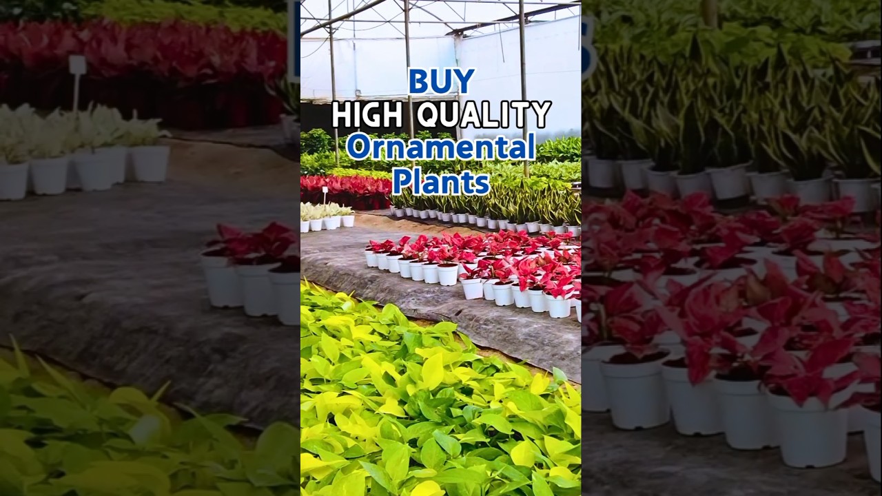High quality ornamental plants 