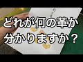 どれが何の動物の革か当てる！利き革セットを販売します【レザークラフト】【ハンドメイド】