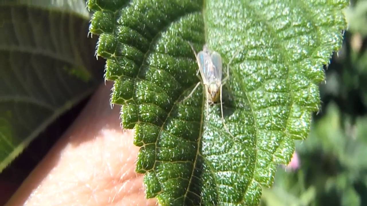 Mosquito (Culicidae) ??