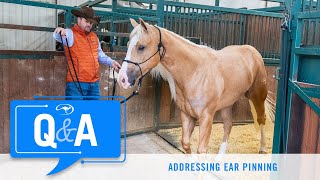 Addressing Horses That Pin Their Ears - Q&A