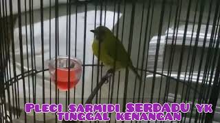 Pleci Sarmidi Serdadu Yk Lagu Dan Durasi Ga Diragukan Cocok Untuk Masteran