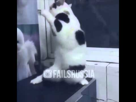 Женщина я не танцуют кот44