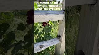 Volunteer Hollyhock &amp; Split Rail Fence - Memories