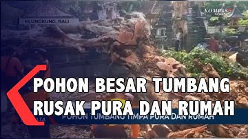 Pohon Tumbang Menimpa Pura Dan Rumah Warga