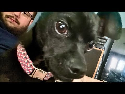 Back Door Dog Cam #1