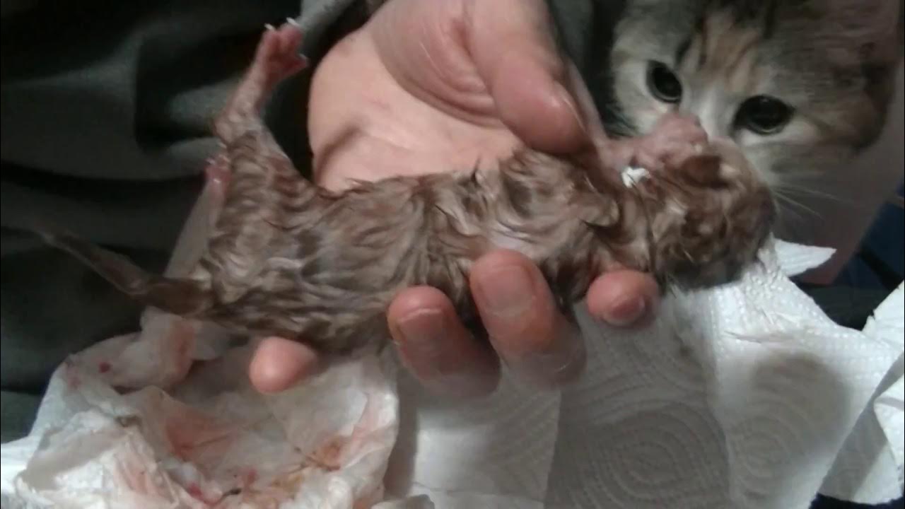 子猫の出産時にへその緒を切る方法 How to cut kitten's umbilical cord 如何降低小猫的脐带 YouTube