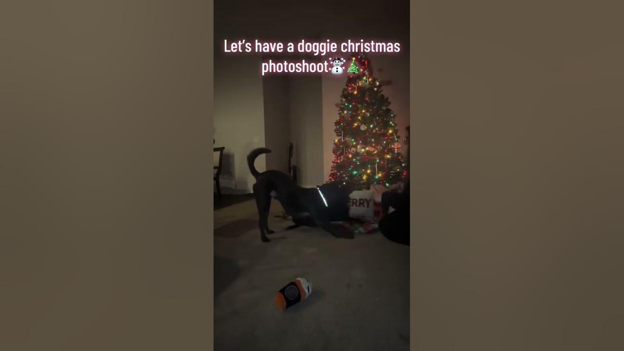 My pregnant dogs christmas photoshoot shorts puppies christmas 