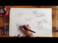 Draw the Life Cycle of a Butterfly