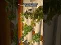 Morning Gardyn View #indoorgardening Gardening #UrbanGarden #GreensAtHome #growyourownfood #fresh