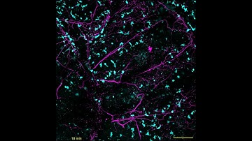 Time-lapse microscopy of a scale injury in adult zebrafish.