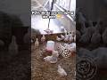 My Birds Have Outgrown Their Space 😳🐔