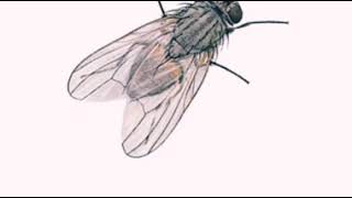 INSECTS FOR KIDS Learning – Insect Names and Sounds BUTTERFLY. LADYBUG. CATERPILLAR