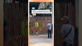 🐯 : hihihihihi 😂😂😂 #harimau #ketawa #lucuabis #funny #tingkalucuabis #wkwkwk #memes #comedy #lucu