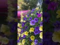 Morning Garden Walk 🌱 Go to my channel and check out my first YouTube video! #gardening