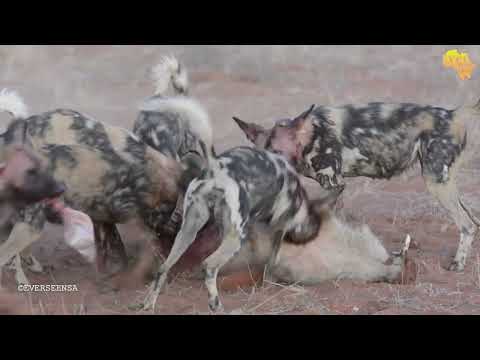 Wild dogs digging out PUMBA from his hole