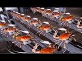 How to Harvesting Crab - Amazing Crab Factory - Crab Meat Processing Line