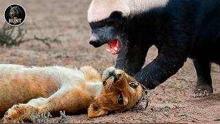 Honey Badger vs Lion: Bravery or Madness on the Savannah? | Animal Documentary