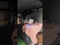 デリカのカスタムがハンパないっ！#デリカスペースギア #車中泊 #バンライフ