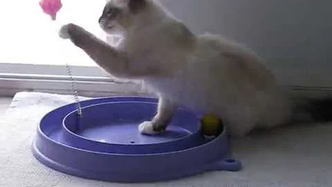 Watch the video about Siberian kitten Ksana at play