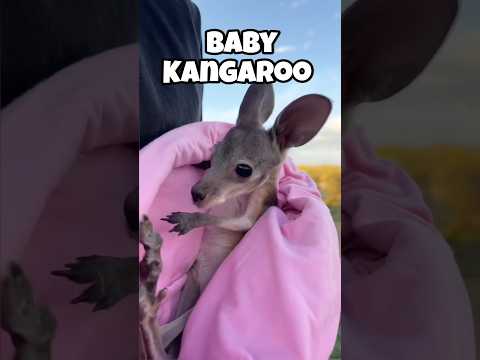 CUTEST BABY ANIMALS THAT TURN INTO BEASTS AS ADULTS #animals #shorts #trending